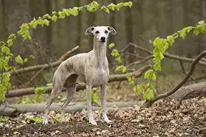 Whippet Prints: Picture No. 11807976