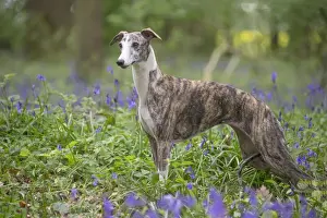 Whippet Prints: Picture No. 11807979