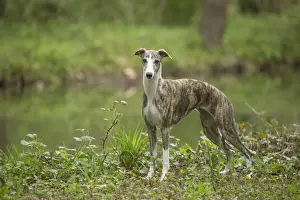 Whippet Prints: Picture No. 11807982