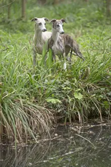 Whippet Prints: Picture No. 11807984