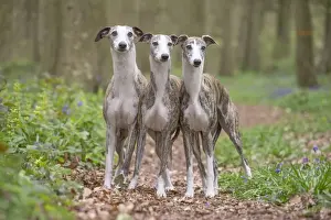 Whippet Prints: Picture No. 11807985
