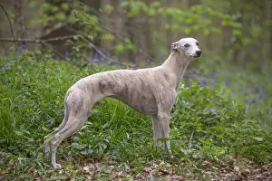 Whippet Prints: Picture No. 11807987