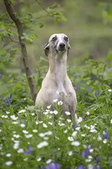 Whippet Prints: Picture No. 11807989