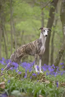 Whippet Prints: Picture No. 11807991
