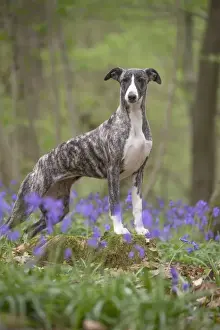 Whippet Prints: Picture No. 11807992