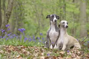 Whippet Prints: Picture No. 11807993