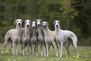 Whippet Prints: Picture No. 11807994