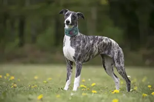 Whippet Prints: Picture No. 11807996