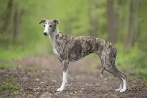 Whippet Prints: Picture No. 11807997