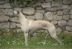 Whippet Prints: Picture No. 11807998