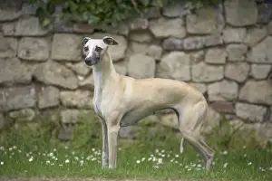 Whippet Prints: Picture No. 11807999