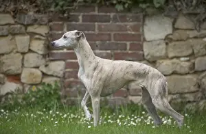 Whippet Prints: Picture No. 11808001