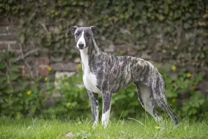 Whippet Prints: Picture No. 11808002