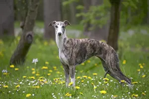 Whippet Prints: Picture No. 11808003