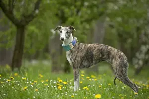 Whippet Prints: Picture No. 11808005