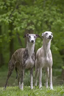 Whippet Prints: Picture No. 11808006