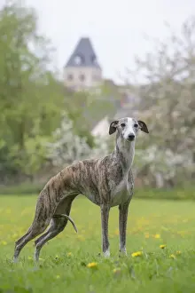 Whippet Prints: Picture No. 11808007