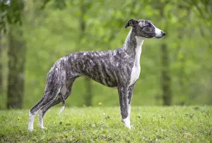 Whippet Prints: Picture No. 11808008