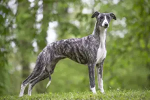 Whippet Prints: Picture No. 11808009