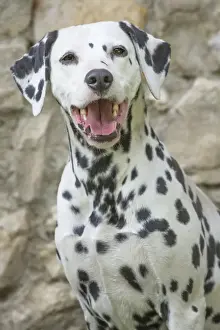 Dalmatians Prints: Picture No. 11808010