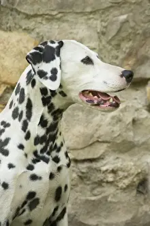 Dalmatians Prints: Picture No. 11808012