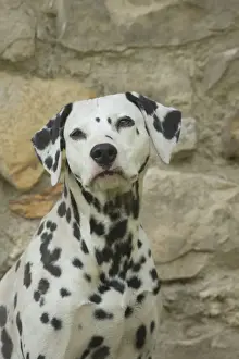 Dalmatians Prints: Picture No. 11808013