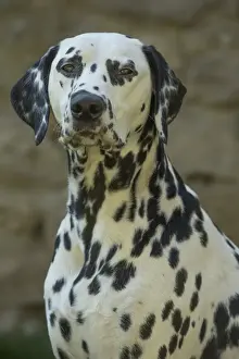 Dalmatians Prints: Picture No. 11808014