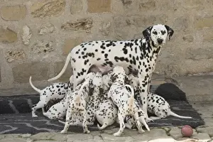 Spots Prints: Picture No. 11808015