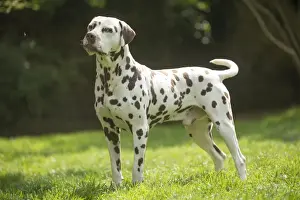 Dalmatians Prints: Picture No. 11808022