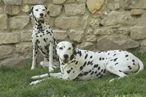 Spots Prints: Picture No. 11808030