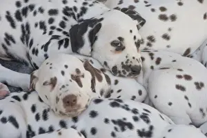 Spots Prints: Picture No. 11808032