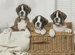 Boxer Prints: Picture No. 11808052