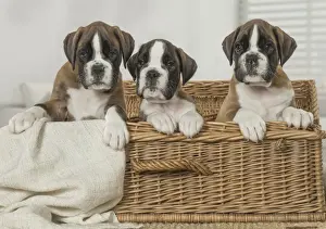 Basket Prints: Picture No. 11808053