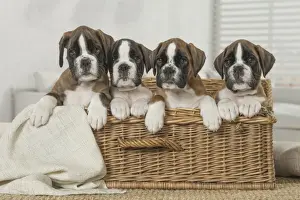 Boxer Prints: Picture No. 11808054