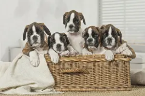 Boxer Prints: Picture No. 11808055