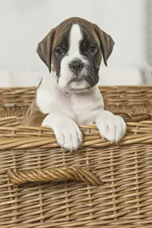 Boxer Prints: Picture No. 11808056