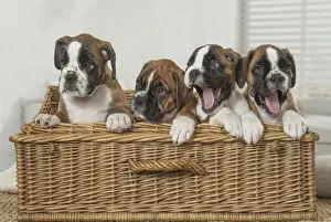 Boxer Prints: Picture No. 11808058