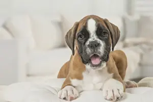 Boxer Prints: Picture No. 11808059