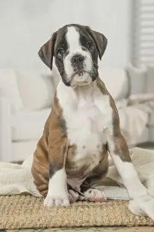 Boxer Prints: Picture No. 11808060