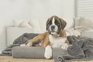 Boxer Prints: Picture No. 11808063