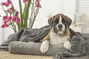Boxer Prints: Picture No. 11808064
