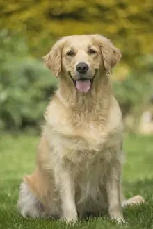 Panting Prints: Picture No. 11808103