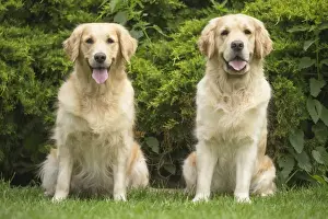 Panting Prints: Picture No. 11808118