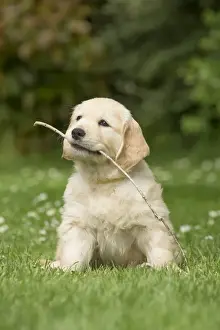 Stick Prints: Picture No. 11808142
