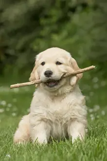 Stick Prints: Picture No. 11808143