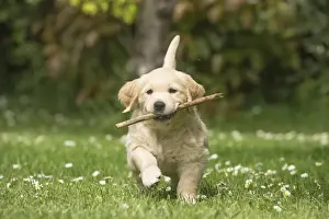 Stick Prints: Picture No. 11808144