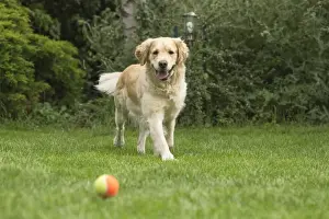 Catch Prints: Picture No. 11808150
