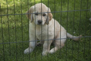 Cage Collection: Picture No. 11808173