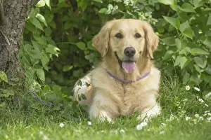 Panting Prints: Picture No. 11808180