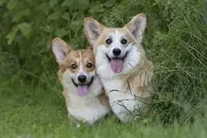 Pembroke Prints: Picture No. 11808271